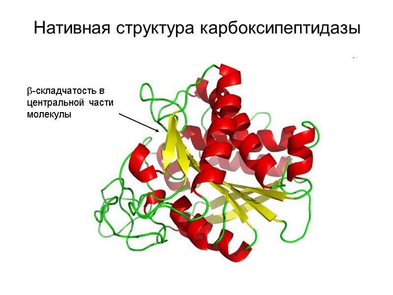 Нативная структура карбоксипептидазы -складчатость в центральной части молекулы